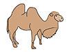 Camel ｜ Camel ――Animal ｜ Animal ｜ Free Illustration Material