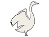 Swan ｜ Swan ―― Animal ｜ Animal ｜ Free Illustration Material