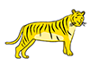 Tiger ｜ Tiger ―― Animal ｜ Animal ｜ Free Illustration Material