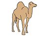 Camel ｜ Camel ――Animal ｜ Animal ｜ Free Illustration Material