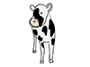 Cow ｜ Cow-Animal ｜ Animal ｜ Free Illustration Material