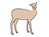 Deer ｜ Deer ――Animal ｜ Animal ｜ Free Illustration Material