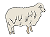 Sheep | Sheep-Animal | Animal | Free Illustrations