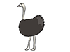 Ostrich ｜ Ostrich --Animal ｜ Animal ｜ Free Illustration Material