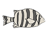 Striped Beakfish-Animal | Animal | Free Illustration Material