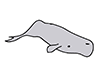 Whales | Whales-Animal | Animals | Free Illustrations