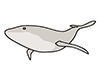 Whales | Whales-Animal | Animals | Free Illustrations