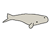 Whale ｜ Whale-Animal ｜ Animal ｜ Free Illustration Material