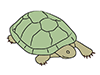 Turtles | Turtles-Animal | Animals | Free Illustrations