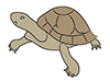 Turtles | Turtles-Animal | Animals | Free Illustrations