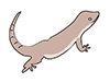 Gecko-Animal | Animal | Free Illustration Material