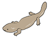 Salamander-Animal | Animal | Free Illustration Material