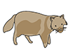 Raccoon / Washing Bear-Animal | Animal | Free Illustration Material