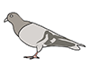 Pigeons / Pigeons-Animal | Animals | Free Illustrations