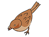 Sparrow / Sparrow-Animal | Animal | Free Illustration Material