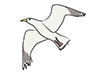 Seagull / Seagull-Animal | Animal | Free Illustration Material