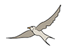 Swallows-Animal | Animals | Free Illustrations