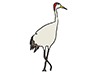 Crane / Crane-Animal | Animal | Free Illustration Material