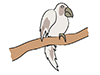 Parrot-Animal | Animal | Free Illustration Material