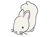 Rabbit ｜ Rabbit-Animal ｜ Animal ｜ Free Illustration Material