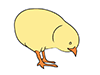 Chick-Animal | Animal | Free Illustration Material