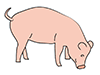 Pig ｜ Pig-Animal ｜ Animal ｜ Free Illustration Material