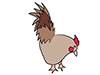 Chicken ｜ Chicken-Animal ｜ Animal ｜ Free Illustration Material