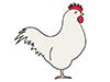 Chicken ｜ Chicken ―― Animal ｜ Animal ｜ Free Illustration Material