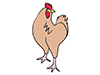 Chicken ｜ Chicken-Animal ｜ Animal ｜ Free Illustration Material