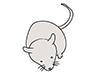 Mouse ｜ Mouse ｜ Animal ｜ Animal ｜ Free Illustration Material