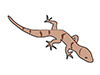 Lizards-Animal | Animals | Free Illustrations