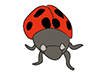Ladybugs-Animal | Animal | Free Illustration Material