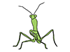 Mantis ｜ Insects-Animal ｜ Animals ｜ Free Illustrations