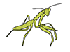 Mantis-Animal | Animal | Free Illustration Material