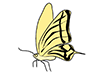 Butterflies | Butterflies-Animal | Animals | Free Illustrations
