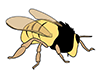 Bees / Bees-Animal | Animals | Free Illustrations