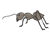 Ants / Ants-Animal | Animals | Free Illustrations
