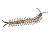 Centipede-Animal | Animal | Free Illustration Material
