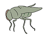 Flies / Flies-Animal | Animals | Free Illustrations