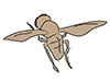 Flies / Flies-Animal | Animals | Free Illustrations