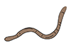 Earthworms-Animal | Animals | Free Illustrations