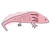 Axolotl --Animal | Animal | Free Illustration Material