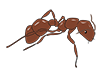 Fire ants-animals | animals | free illustrations