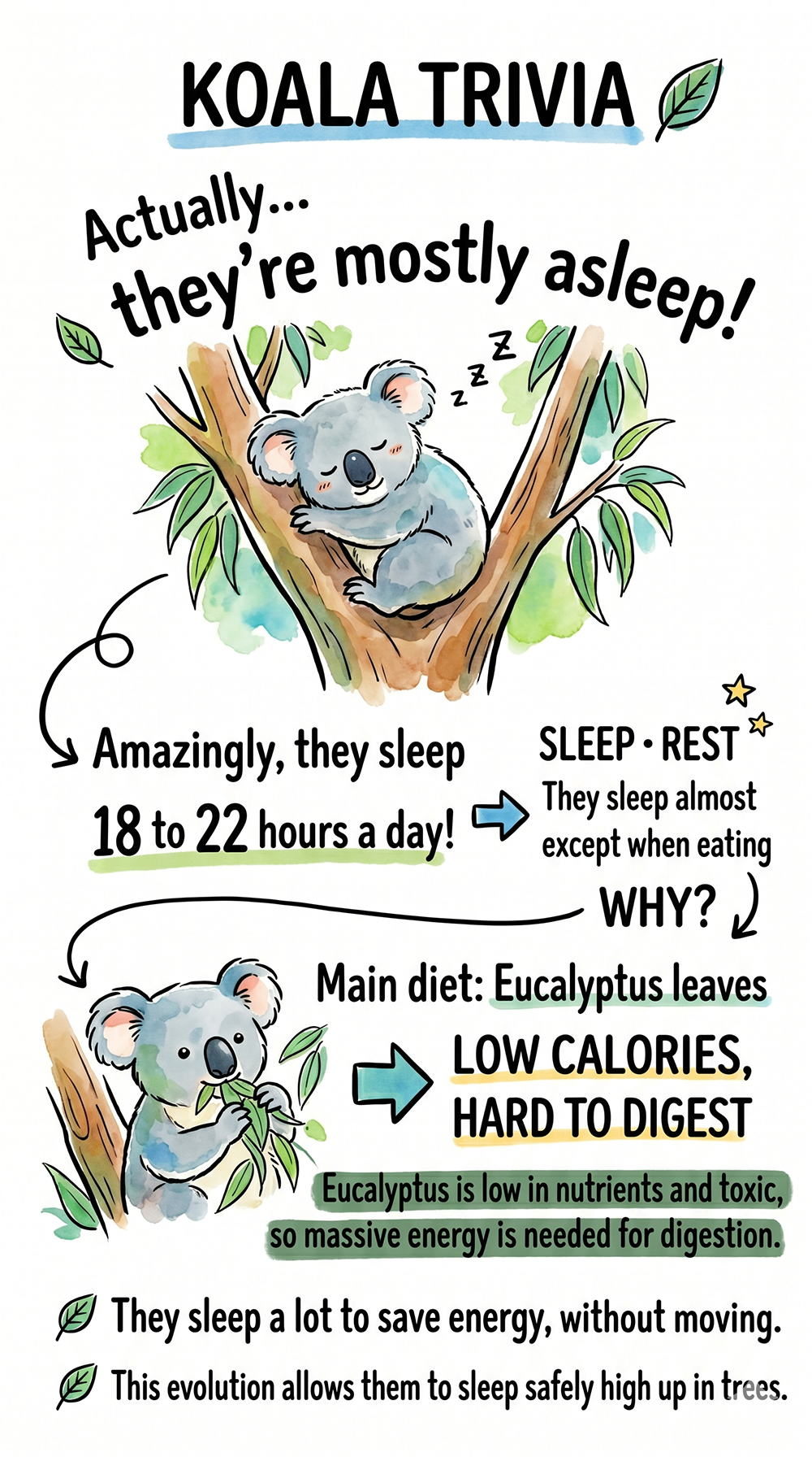 [Surprising!] The Real Reason Koalas Sleep 22 Hours a Day