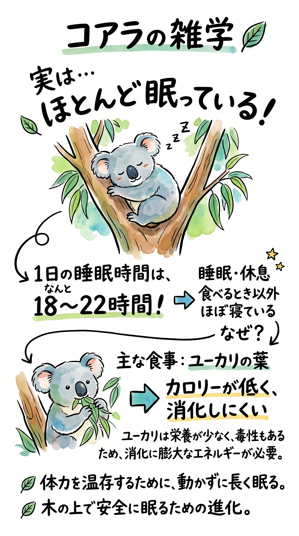 【驚き！】コアラが1日22時間も眠る、本当の理由
