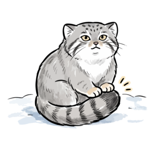 自分のふんわりした尻尾の上に足を乗せて座るマヌルネコの手描き風イラスト