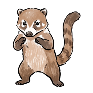 立ち上がってファイティングポーズをとるアカハナグマの手書き風イラスト