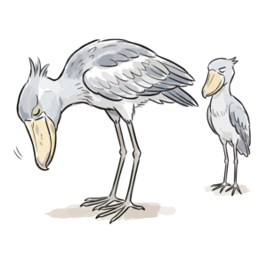 うつむき加減に静かに佇むハシビロコウの親子（ペア）の手描き風イラスト